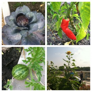 A sampling of what was grown on the roof!